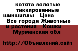 котята золотые тиккированные шиншиллы › Цена ­ 8 000 - Все города Животные и растения » Кошки   . Мурманская обл.